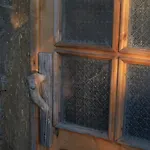 Гостевой дом The House In The Village Pellumbas